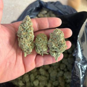 G13 HAZE image 1