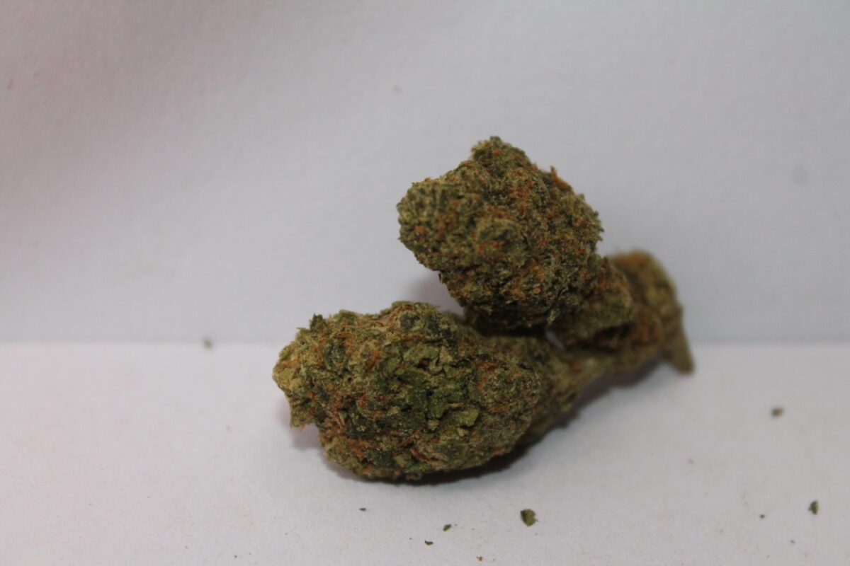 Gelato41